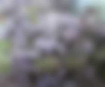 Hydrangeas on the banks of the river Lys (preview)
