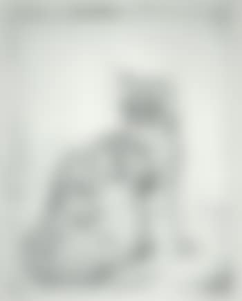 Chat assis (preview)