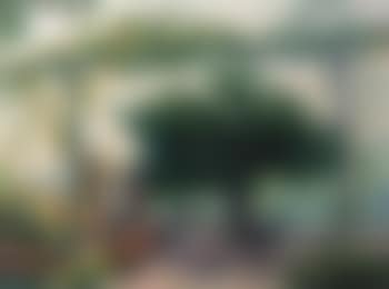 Resting under a tree on a summer's day (preview)