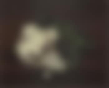 Fleurs, roses blanches (preview)