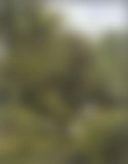 Shepherd with flock (preview)