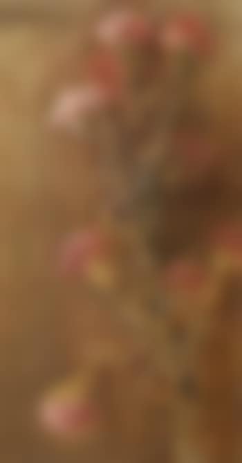 Carnations (preview)