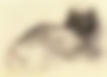 Study of cat (preview)