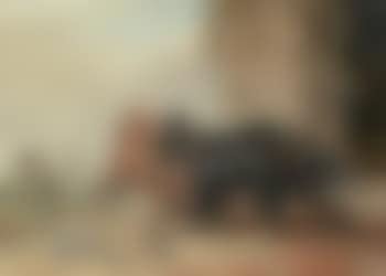 Twee honden vechten om een been, de derde loopt er mee heen (preview)