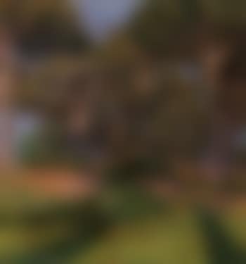 Pine forest near Pisa (preview)