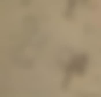 Female figures (preview)