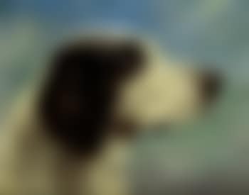 Portrait of dog (preview)
