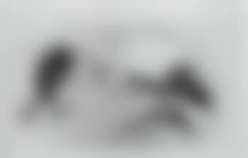 Neophron or Egyptian Vulture (preview)