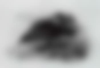 Great Skua (preview)