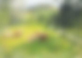 Le paturage (preview)