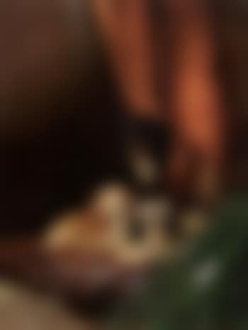 Three dogs on pillow (preview)