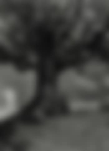 Mountain ash (preview)