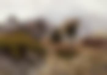 Eagle hunting hare (preview)