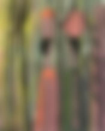 Two females among trees (preview)