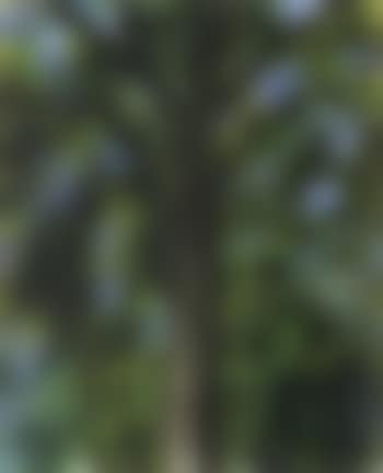 Tree (preview)