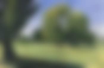 Trees in meadow (preview)