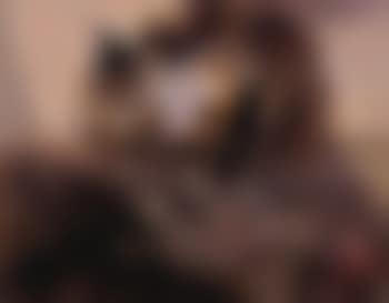 The condor (preview)