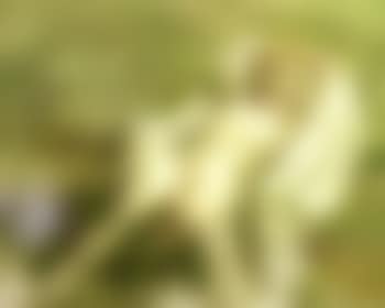 Reclining nude female model on white blanket (preview)