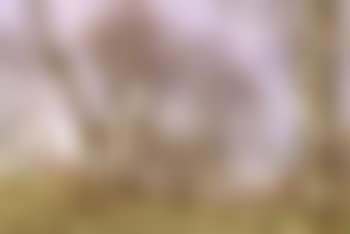 Spring landscape with flowers (preview)