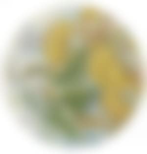 Images of flora and fauna (preview)