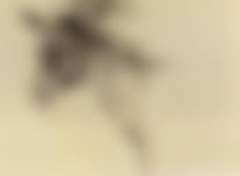 Donkey (preview)