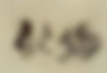 Two squirrels (preview)