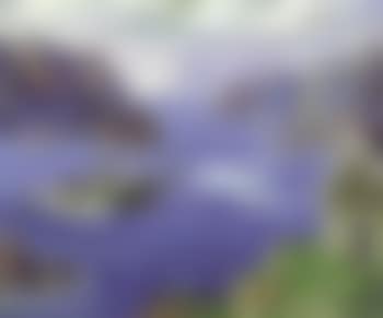 Safe harbour (preview)