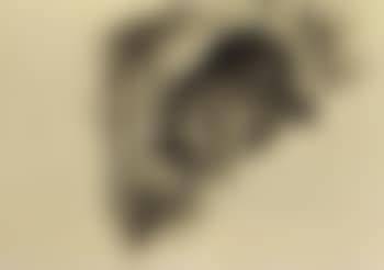 Racoon (preview)