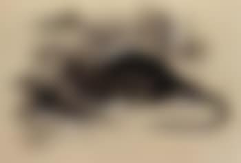 Rat (preview)