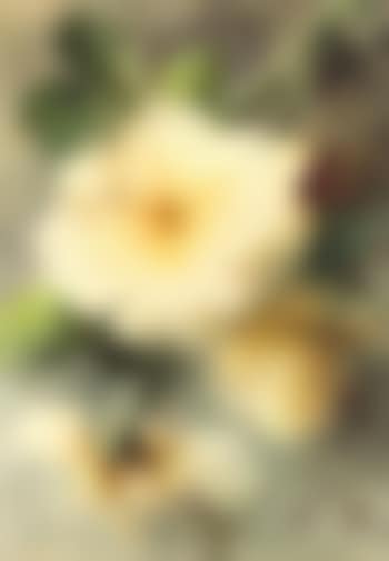 Yellow roses (preview)