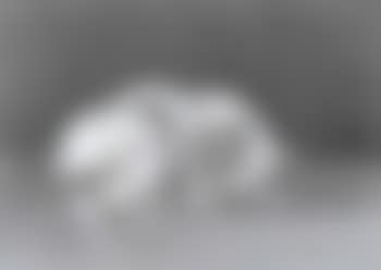 Study of a King Charles spaniel (preview)