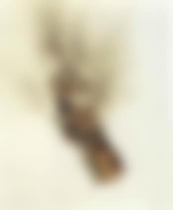 Allumettes (preview)