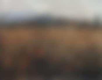 Cornfield (preview)