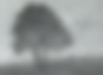 Extensive summer landscape (preview)