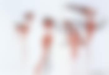 Red water birds (preview)