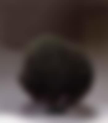 Green bush (preview)