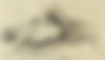 Study of a swan nesting (preview)