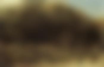 Orchard (preview)