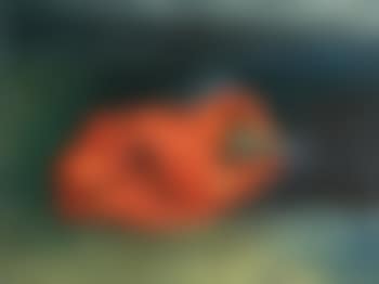 Red pepper (preview)