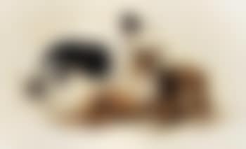 Canine companions (preview)