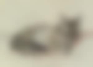 Tigercat sleeping (preview)