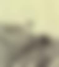 Landscape (preview)