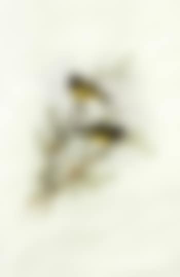 Birds of Australia (preview)