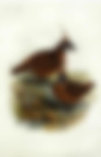 Spinifex plumed Pigeon (preview)