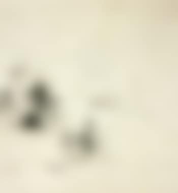 Narcisse fossile (preview)