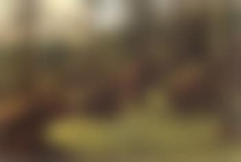 Wooded landscape (preview)