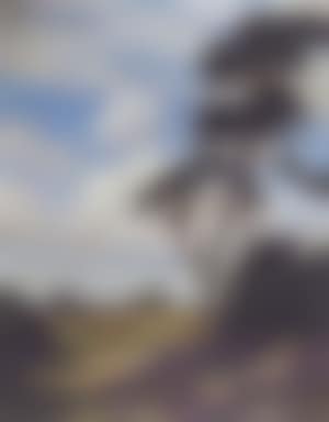 Wooded landscape (preview)