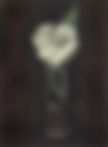 White hibiscus (preview)