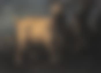Goat next to tree in wooded landscape (preview)