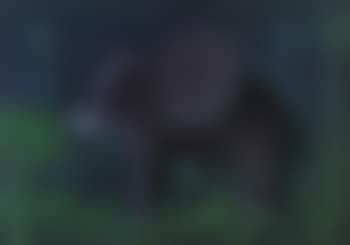 Elephant in the jungle (preview)